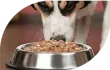 perro